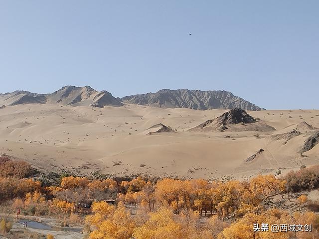 散文写人生｜我爱多坝沟的胡杨 文图/张耀宇