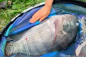 广东惊现“鸭粪养大”巨型罗非鱼，重达数斤，网友：这鱼能吃吗？图片