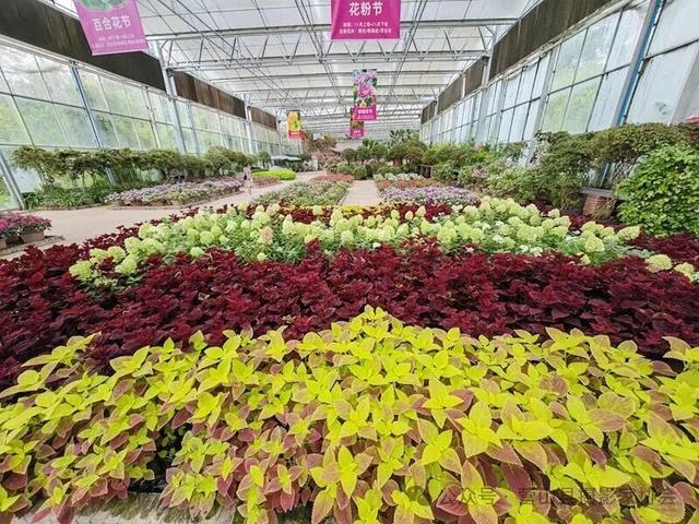 李永辉：寻芳“花舞人间”