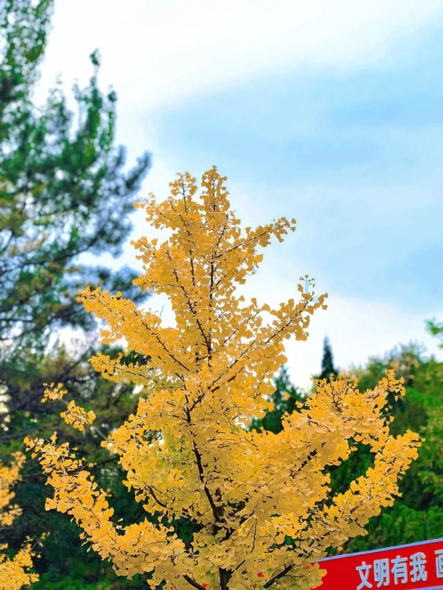 【寻秋・回民区】一园秋色入画来 邂逅公园的醉美时光