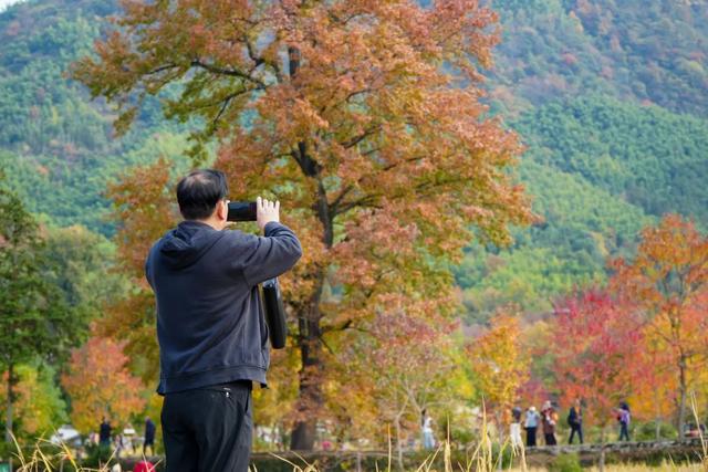 塔川红叶已进入最佳观赏期！你还不来吗？