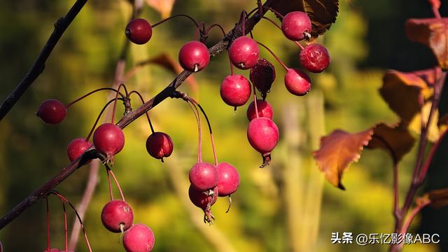 vivo x200 ultra拍摄