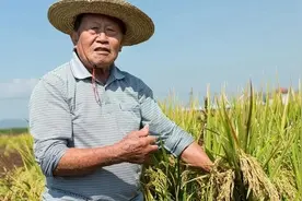 东方魔稻再次发力！竹子和水稻杂交出2米巨稻，结出的米自带清香图片