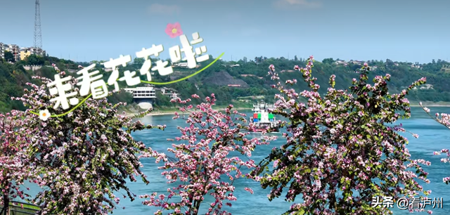 泸州限定浪漫！二环路、兆和路迎来紫荆花盛放期
