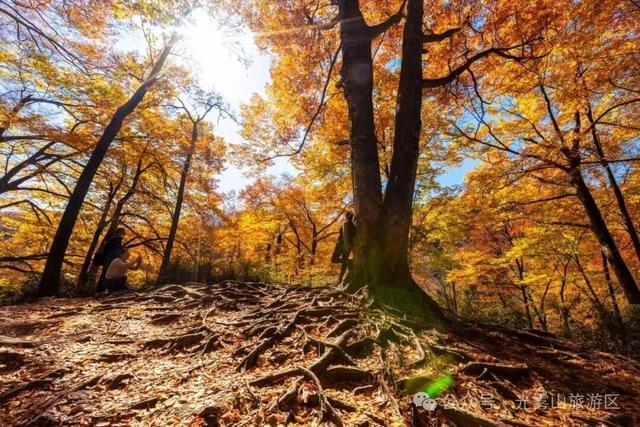 宝子你听我说，近期天气好、红叶美，光雾山可以冲了!