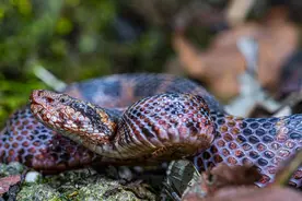 一条值100多万!我国特有的毒蛇小青龙，为何总被国外“惦记”?图片