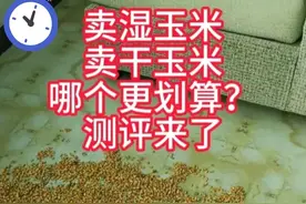 卖湿玉米粒和卖干玉米粒哪个更划算？实测五斤算一下图片