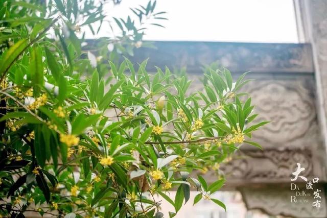 轨道直达，重庆最佳赏桂花的地点安排好了→