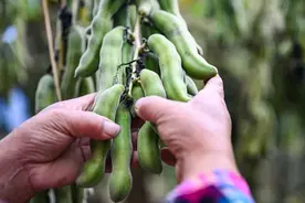 桂林这种“小野豆” 变“香饽饽”！不少人小时候摘过……图片