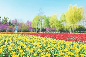最撩人春色在此间！郑州绿博园80万株郁金香盛放图片
