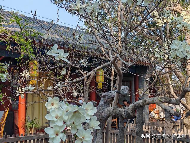 北京公园赏花记