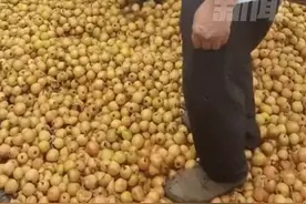 枇杷滞销？看看砂糖橘怎么卖！图片