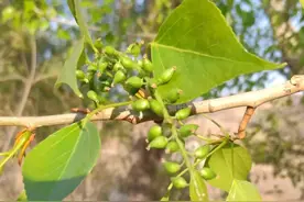 “阴树不入户,入户家难富”，哪些是阴树，快看看你家有没有？图片