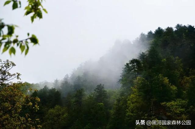 美如仙境！邀您共赏雨中的黑河国家森林公园~