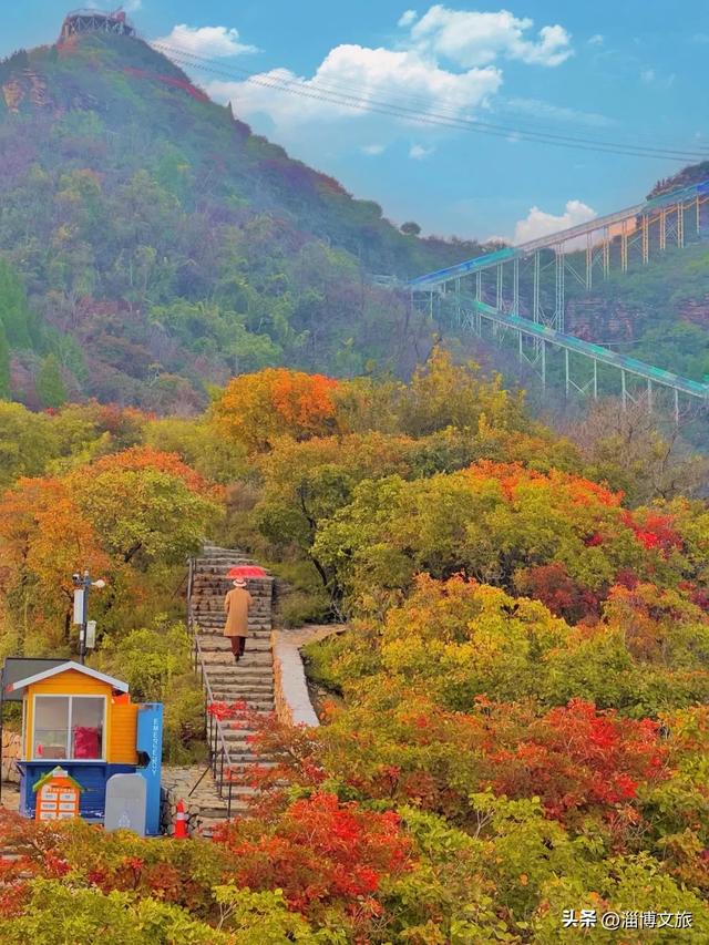 实拍！红的橘的黄的，整个淄博“燃”起来了！这些路段落叶缓扫→