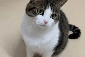 猫咪疫苗有哪些？多大开始打疫苗？图片