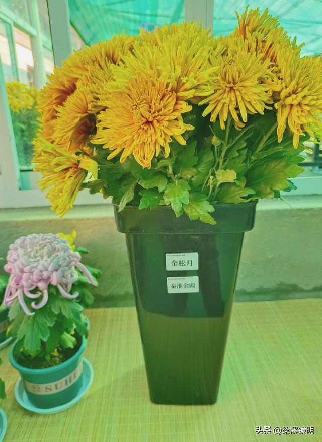 “中山秋韵，菊映盛世”，赏菊南京中山植物园（上）
