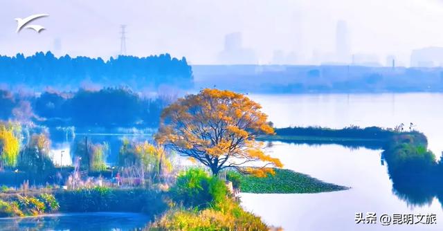 全屏“封神”！这可是昆明初冬的超绝顶流！保姆级攻略来袭，趁天晴立马冲！