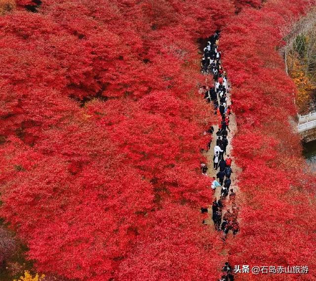 2025赤山红叶节圆满收官,明年再赴这场山海红韵之约!