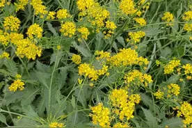 人去世前，身体为什么会有腐臭的味道？好恶心，谁见到过类似事情图片