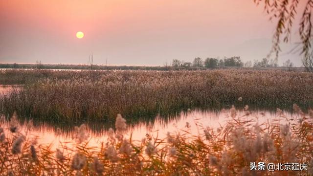 延庆的金色浪漫,就在——