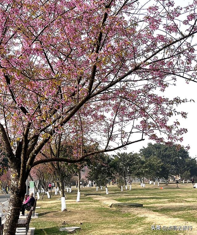 成都最大规模冬樱花开了，1000多株，惊艳壮观，免费，地铁直达！
