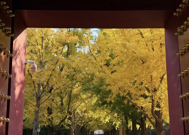 人间满目皆清欢，唯有银杏不负	，秋金灿灿的银杏叶，金灿灿的海洋