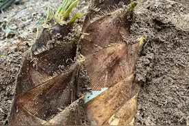 挖回来的春笋吃不完，不用晒干！教你一招，保存半年，鲜嫩如初图片