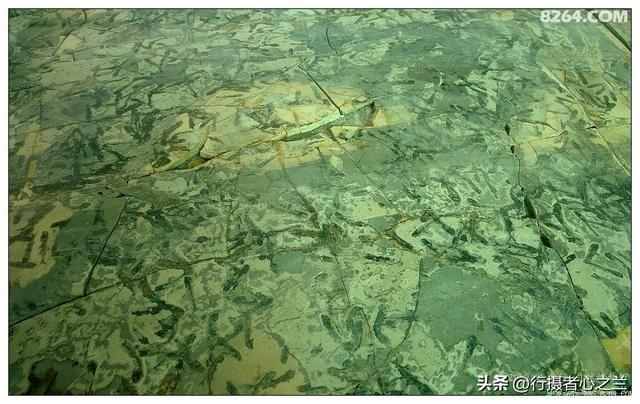 山东行游影记（30）—平邑天宇自然博物馆（五）