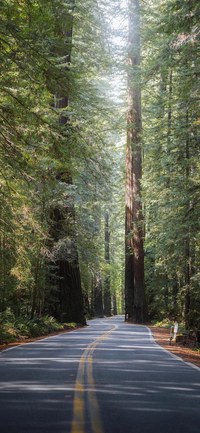 手机壁纸|治愈系的自然美景