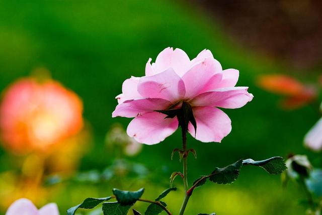 情感爆文：爱是信任	，不是占有，是心心念念的彼此牵挂