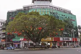 青山绿水是无价之宝 | 守护一城古树，留住百年乡愁！永安这些绿色“活化石”你见过吗？图片