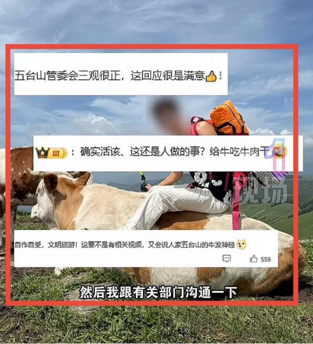 被顶飞3米、肋骨骨折！游客挑衅牛群反被教训，景区回应扎心了