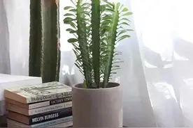 镇宅旺运的“镇宅木”，好看又好养，一个月不浇水都死不了！图片