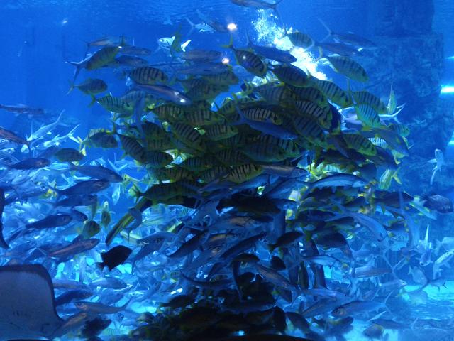 在兰州，极地海洋世界，看美人鱼🧜🏻‍♀️表演