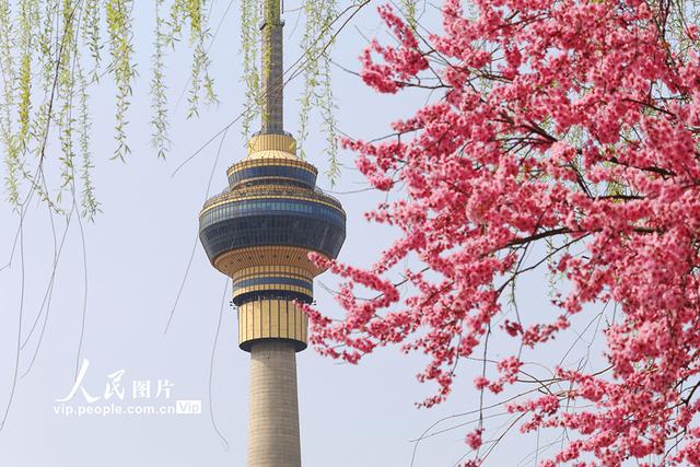 北京：玉渊潭樱花烂漫