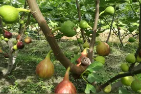 家里有空地的可以栽种这三种果树 最快三个月结果 最长可以长50年图片