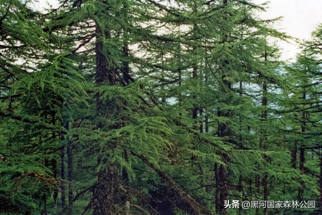 来一场「云赏黑河」之旅！听雨观山，神游林海