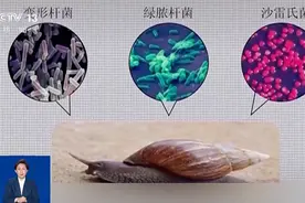 别碰！别吃！别养！一只就携带100条虫，看到赶紧远离图片