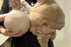 小哥养猫一年，用毛搓成了巨大的球！网友：真惊人！图片