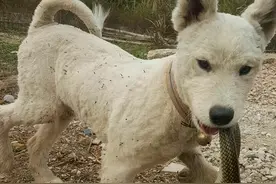 泪崩！小狗替主人挡蛇被咬伤吐血，刨坑躺好等死，后来怎么样了？图片