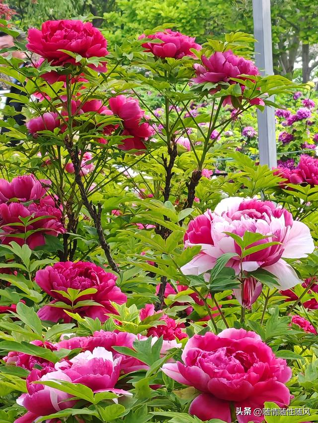 身为洛阳人，年年去牡丹园看花