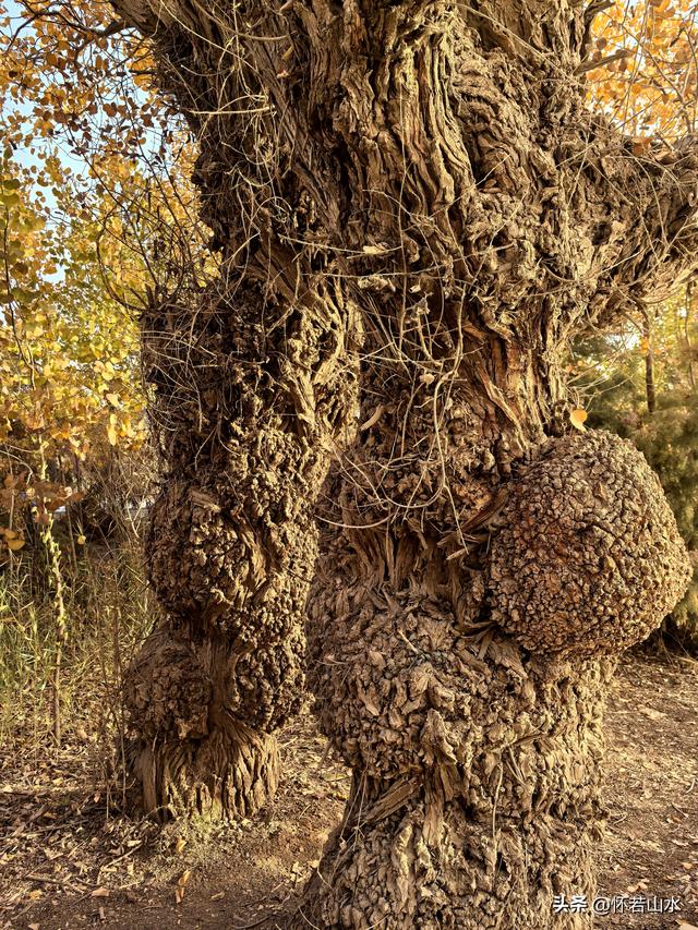 2025环南疆沙漠铁路背包自由行日记(6)---游览巴楚红海胡杨林景区