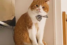 小猫被大蟒蛇一口咬住，被吐出后居然“起死回生”？猫真的有九条图片