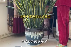 江苏一小姐姐，因“虎皮兰客厅”走红，满屋高级感，好治愈！图片