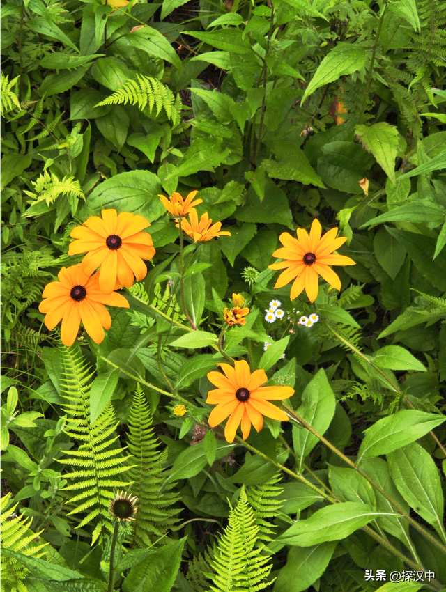 春有繁花夏有凉，秋染山林冬有霜 —— 草川子景区