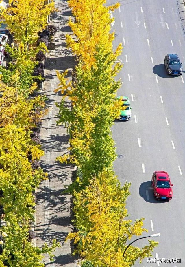 初冬恩施悄然变美，银杏枫树争相斗艳，我被这诗意时光深深震撼