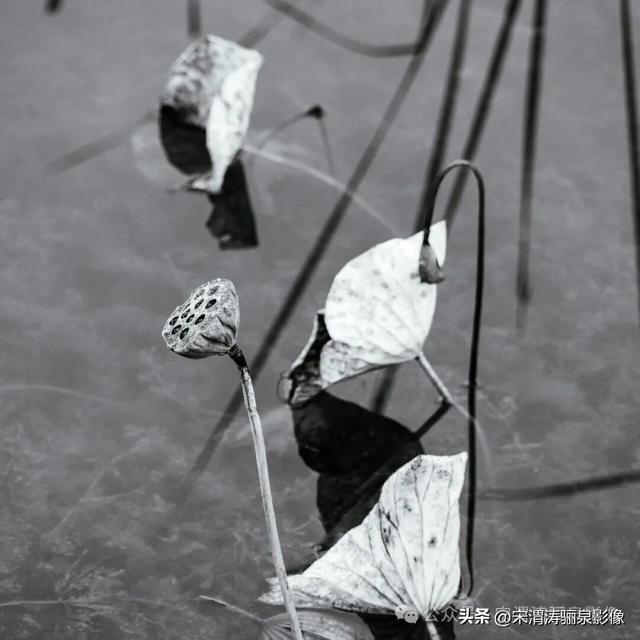 陕西渭南：人民公园银杏林色彩纷呈 祥和美丽 秋色宜人