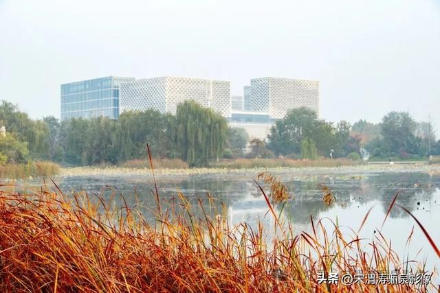 陕西渭南：人民公园银杏林色彩纷呈 祥和美丽 秋色宜人