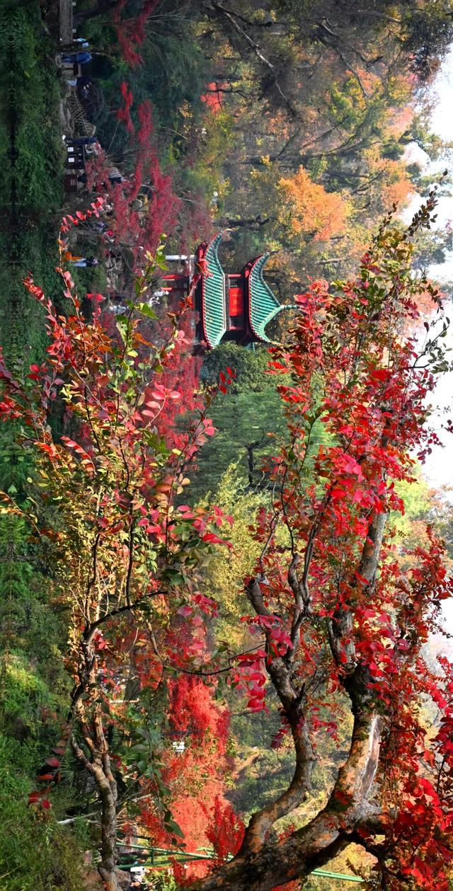 南方冬意，藏在这一亭红枫里